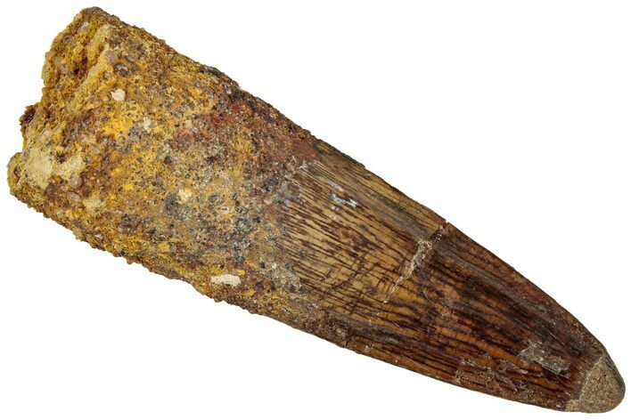 Fossil Spinosaurus Tooth - Real Dinosaur Tooth #312945